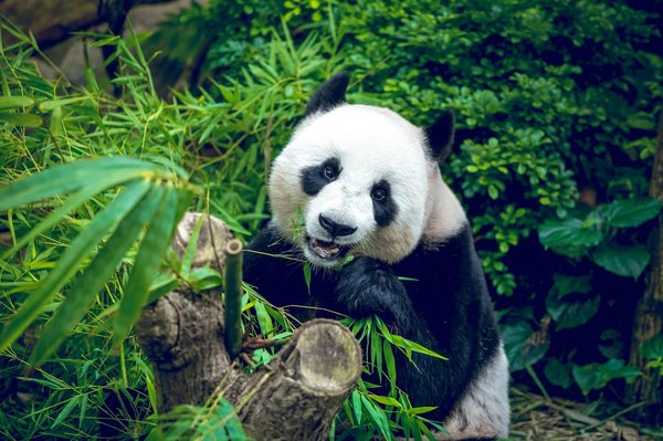 Où observer les pandas dans leur habitat naturel en Chine : réserves et meilleures périodes ?